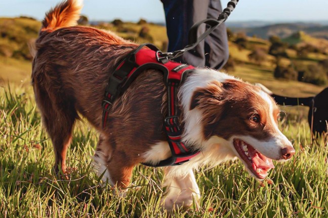 rabbitgoo-no-pull-adjustable-dog-harness